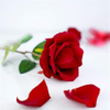 Unique Red Rose Shaped Wedding Ring Jewelry Display Packaging Gift Boxes for Necklace Earrings Ring Bracelets